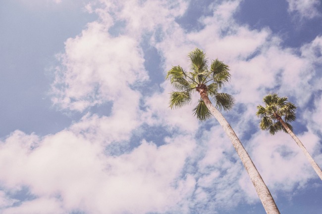 free-stock-photography-palm-trees
